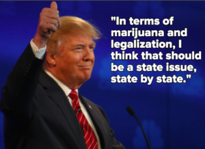 Donald Trump on Marijuana